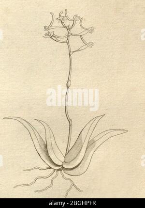 Histoire particulière des plantes Orchidées sur les trois îles australes d'Afrique, de France, de Bourbon et de Madagascar (Tab. 060) Banque D'Images