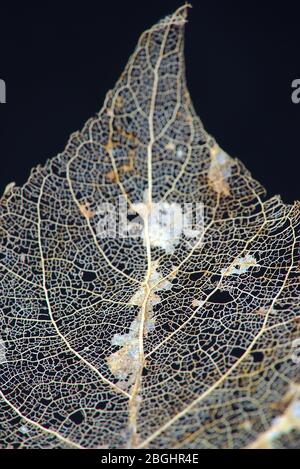 veines de feuilles mortes sur fond noir en macro photographie Banque D'Images