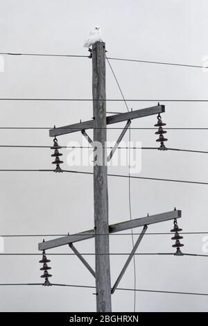 Snowy Owl, Bubo scandiacus, homme perché sur un poteau d'alimentation tout en hivernant dans la région de Rudyard de la péninsule supérieure, Michigan, États-Unis Banque D'Images