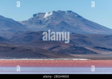 Vue sur le paysage de Laguna Colorada, Eduardo Avaroa Réserve nationale de faune andine, sud-ouest de la Bolivie Banque D'Images