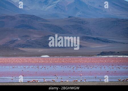 Vue sur le paysage de Laguna Colorada, Eduardo Avaroa Réserve nationale de faune andine, sud-ouest de la Bolivie Banque D'Images