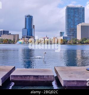 Swan nageant à travers le lac Eola avec vue sur le lac jusqu'au centre-ville d'Orlando, en Floride Banque D'Images