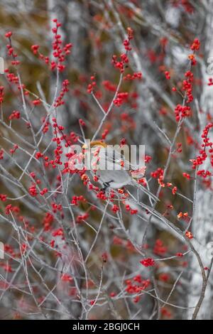 Femelle de pin Grosbeak, Pinicola enucléator, se nourrissant sur Winterberry, Ilex verticillata, avec les graines qui collent à sa facture, dans un cèdre blanc Northen Banque D'Images