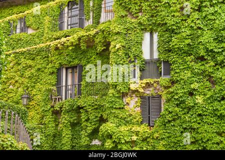 BELLAGIO, LAC DE CÔME, ITALIE - JUIN 2019: Maison à Bellagio sur le lac de Côme complètement couverte de vert ivy ou 'Hedera', une plante d'escalade verte. Banque D'Images