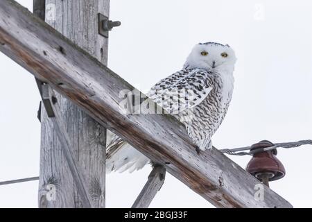 Chouette enneigée, Bubo scandiacus, femelle perchée sur un poteau d'alimentation tout en hivernant dans la région de Rudyard de la péninsule supérieure, Michigan, États-Unis Banque D'Images