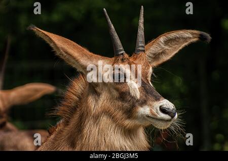 Gros plan de la tête d'une antilope de cheval Banque D'Images