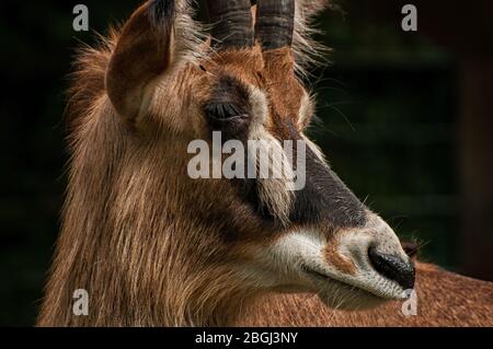 Gros plan de la tête d'une antilope de cheval Banque D'Images