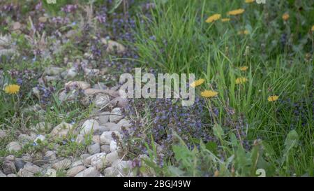 Taraxacum officinale en croissance sur un chemin rural Banque D'Images