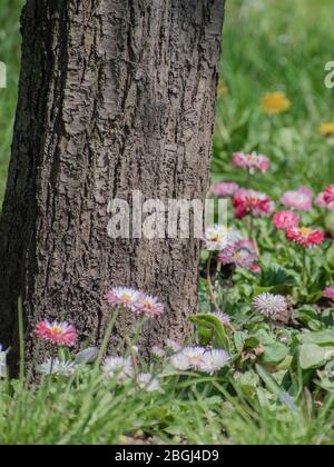 Gerbera fleurs daisy dans le jardin Banque D'Images