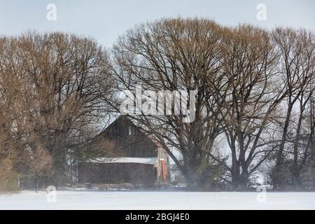 Grange assise parmi de grands saules le, une journée d'hiver dans la partie orientale de la péninsule Haute, Michigan, États-Unis [pas de mainlevée de propriété; disponible pour les licens éditoriaux Banque D'Images