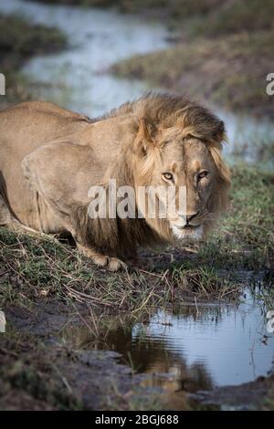 Busanga Plains, une destination de safari exclusive dans le parc national de Kafue, au nord-ouest de la Zambie, abrite une fierté des lions africains, Panthera leo. Banque D'Images