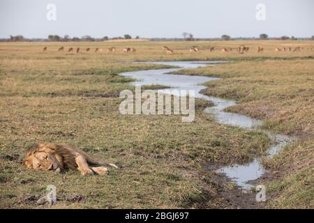 Busanga Plains, une destination de safari exclusive dans le parc national de Kafue, au nord-ouest de la Zambie, abrite une fierté des lions africains, Panthera leo. Banque D'Images