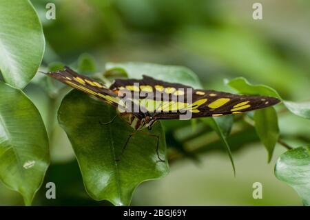 Un papillon malachite se trouve sur une feuille Banque D'Images