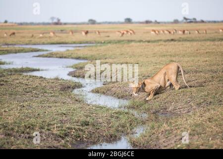 Busanga Plains, une destination de safari exclusive dans le parc national de Kafue, au nord-ouest de la Zambie, abrite une fierté des lions africains, Panthera leo. Banque D'Images