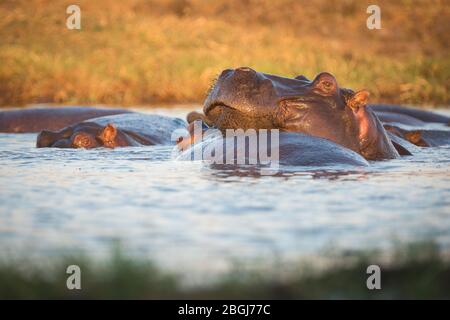 Busanga Plains, une destination de safari exclusive dans le parc national de Kafue, au nord-ouest, en Zambie, a des voies navigables pleines d'hippopotame, Hippopotamus amphibius Banque D'Images