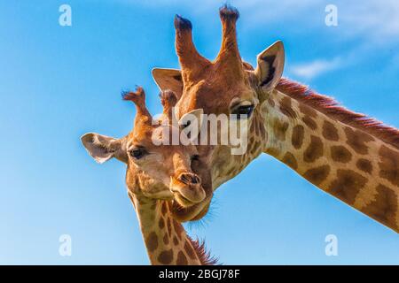 Une girafe avec son bébé Banque D'Images