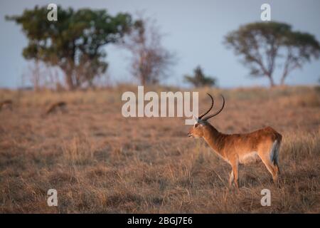 Busanga Plains, destination exclusive de safari dans le parc national de Kafue, au nord-ouest, en Zambie, est où abondent troupeaux de lechwe, Kobus leche braze. Banque D'Images