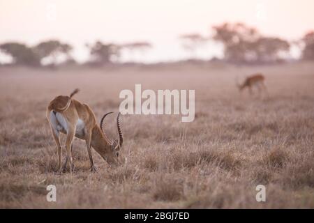 Busanga Plains, destination exclusive de safari dans le parc national de Kafue, au nord-ouest, en Zambie, est où abondent troupeaux de lechwe, Kobus leche braze. Banque D'Images