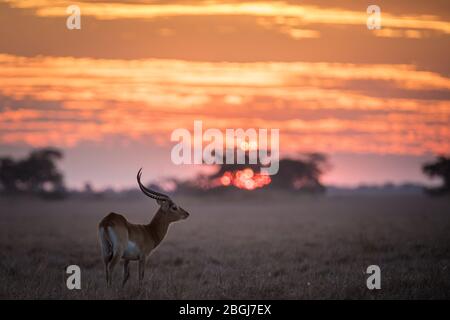 Busanga Plains, destination exclusive de safari dans le parc national de Kafue, au nord-ouest, en Zambie, est où abondent troupeaux de lechwe, Kobus leche braze. Banque D'Images