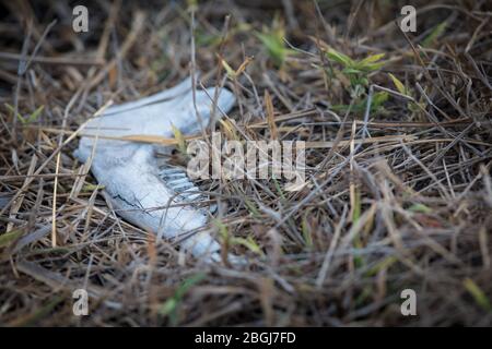 Busanga Plains est une destination de safari exclusive dans le parc national de Kafue, province du Nord-Ouest, Zambie avec des troupeaux d'antilopes comme le lechwe et le puku Banque D'Images