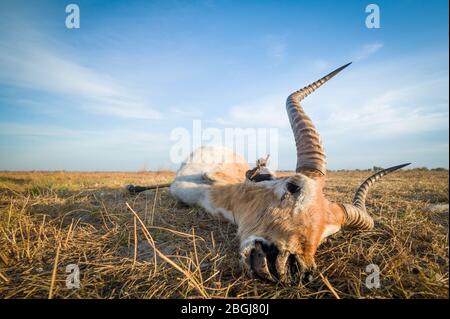 Busanga Plains, une destination de safari exclusive dans le parc national de Kafue, dans le nord-ouest de la Zambie, possède de nombreux troupeaux de lechwe, Kobus leche Banque D'Images