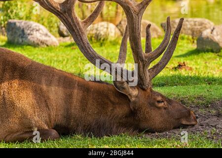 Un wapiti est allongé dans un pré Banque D'Images