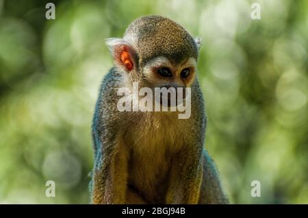 Un singe écureuil est assis sur une branche Banque D'Images