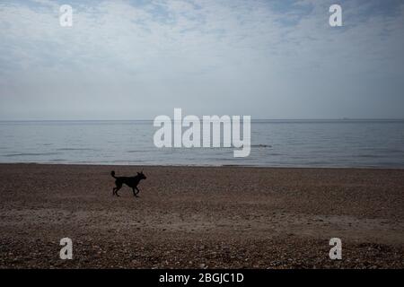 Marche en chien sur Brighton Beach Banque D'Images