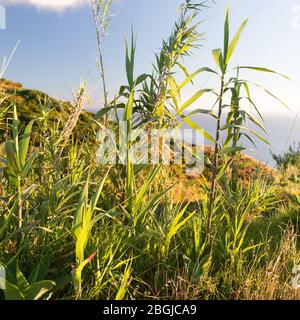 L'herbe verte luxuriante est illuminée par le coucher du soleil l'océan Banque D'Images