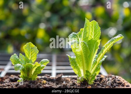 Gros plan de jeunes plants de laitue romaine qui poussent dans le pot à fleurs dans le jardin de conteneurs Banque D'Images