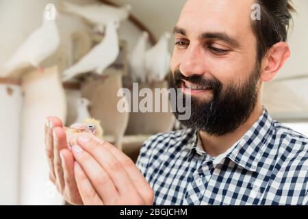 Homme tenant un pigeon poussin dans le loft pigeon Banque D'Images