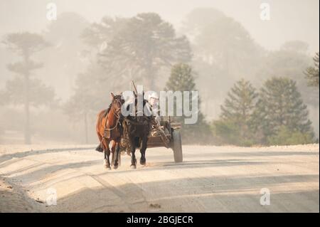 Villa Pehuenia, Argentine -17 janvier 2014: Chariot en bois de cheval avec deux chevaux descendant une route de terre avec des arbres d'araucaria en arrière-plan. Banque D'Images