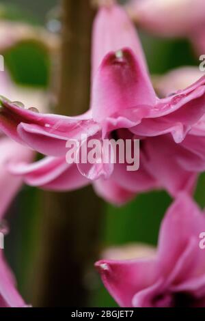 Une goutte d'eau sur des fleurs de jacinthe en terre au printemps dans le jardin. Banque D'Images