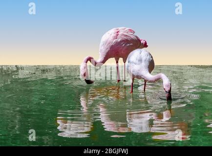 Deux flamants roses pour barboter et siroter de l'eau. Banque D'Images