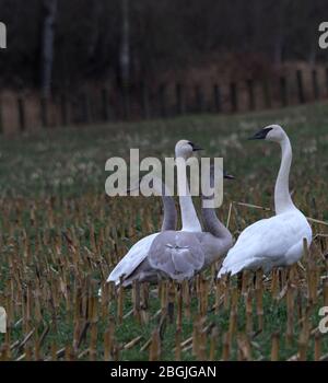 La famille des cygnes d'adultes et de jeunes se nourrit dans les champs de ferme d'hiver de l'État de Washington, près de la rivière Nooksack Banque D'Images