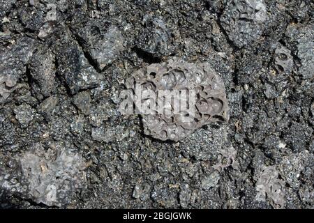 Trachylite Vesiculée, une roche ignée glassy (basalte) sur un ancien écoulement de lave, Hawaï. Banque D'Images