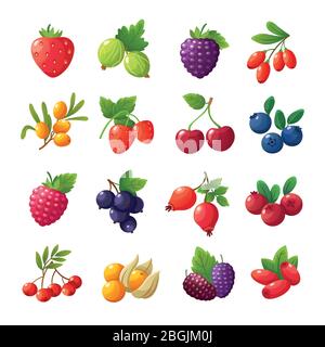 Baies de dessin animé. Fraises, framboises, cerises, groseilles à maquereau, bleuets, canneberges vectorielles isolées sur fond blanc. Ensemble de fruits et de fruits sains illustration Illustration de Vecteur