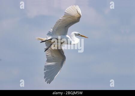 Un bel oiseau vert blanc qui s'envolera au-dessus du soleil, brillant par les plumes de ses ailes étendues. Banque D'Images