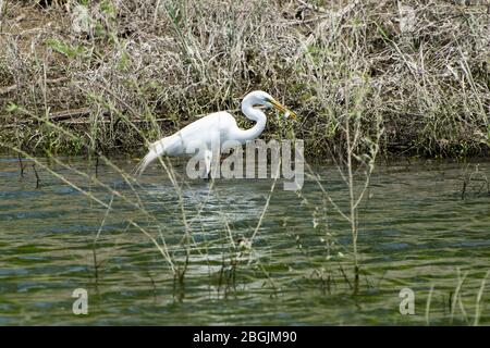 Un Egret blanc solitaire qui s'engache près de la rive d'un lac avec un petit poisson argenté qu'il vient de prendre dans son bec alors qu'il chache pour la nourriture. Banque D'Images