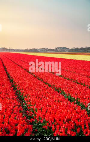 Champ de tulipes commercial près de Lisse, Pays-Bas Banque D'Images