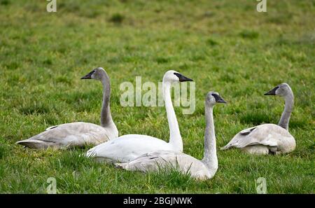 Trompettes Swans, Comox Valley, île de Vancouver, B.C Canada Banque D'Images