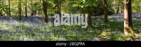 Panorama des cloches qui poussent dans la nature sur le plancher forestier de Whippendell Woods, Watford, Hertforshire Royaume-Uni. Banque D'Images