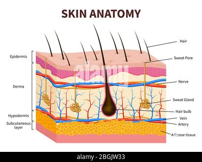 Peau humaine. Épiderme superposé avec follicule pileux, sueur et glandes sébacées. Illustration vectorielle médicale de l'anatomie saine de la peau. Derme et peau épidermique, hypoderme Illustration de Vecteur