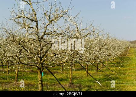 Fleurs sur des prunes (prune) arbres au printemps, Lot-et-Garonne, France Banque D'Images