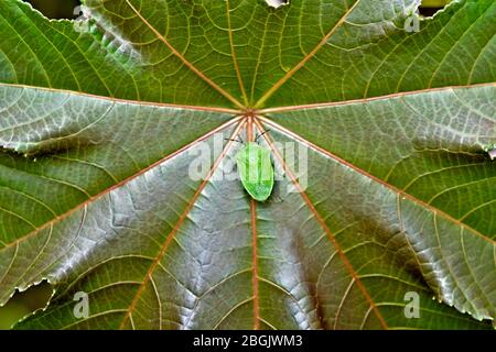 Bug vert sur une feuille verte (Hemiptera), élément de design graphique et décoratif naturel / floral. Banque D'Images