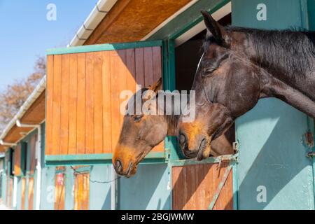 Deux chevaux reposant avec des yeux à moitié fermés, peut-être dormir. Banque D'Images