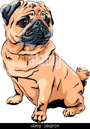 Vecteur mignon chien pug race abricot fauve couleur Illustration de Vecteur