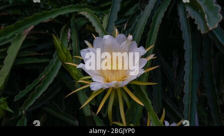Gros plan sur les fleurs de fruits de dragon blanches en fleurs Banque D'Images