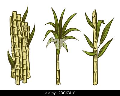 Plantes de canne à sucre de collecte isolées sur fond blanc. Illustration vectorielle Illustration de Vecteur