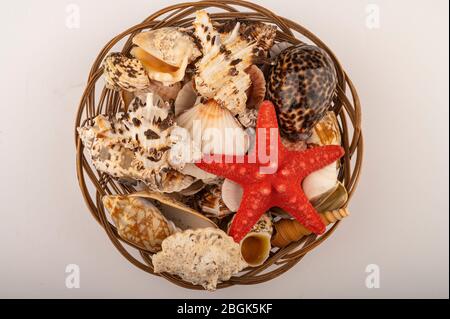Poisson de Starfish et diverses coquilles dans un panier en osier sur fond blanc. Gros plan Banque D'Images